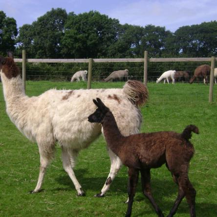female llamas