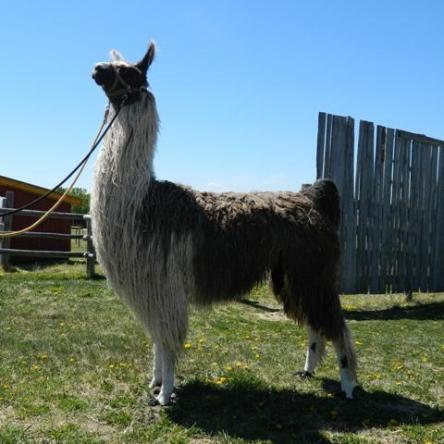 suri llama