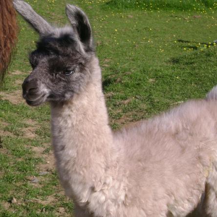 llama