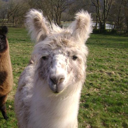 llama for sale