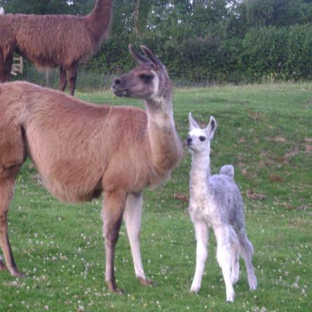 Blue Balou training llamas