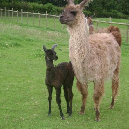 female llama and cria