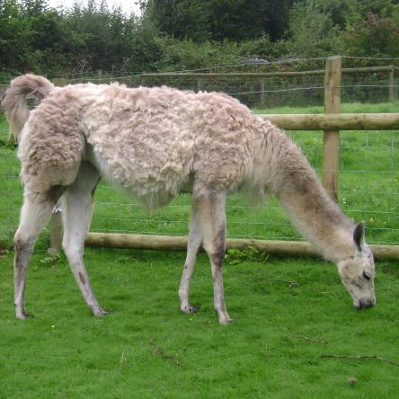 appaloosa llama