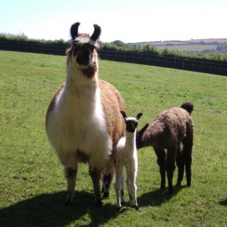 female llama 