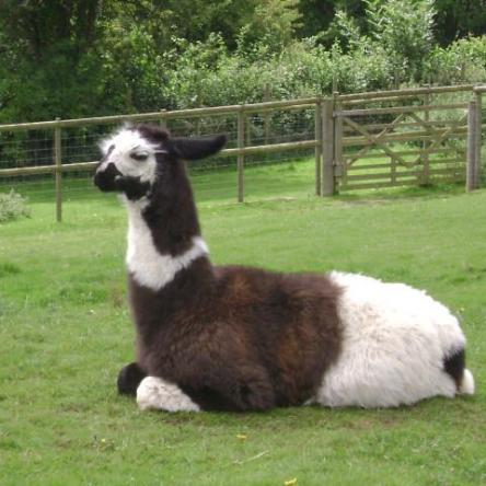 trekking llama