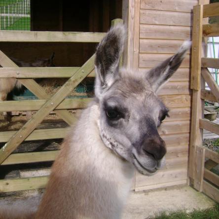 female llamas