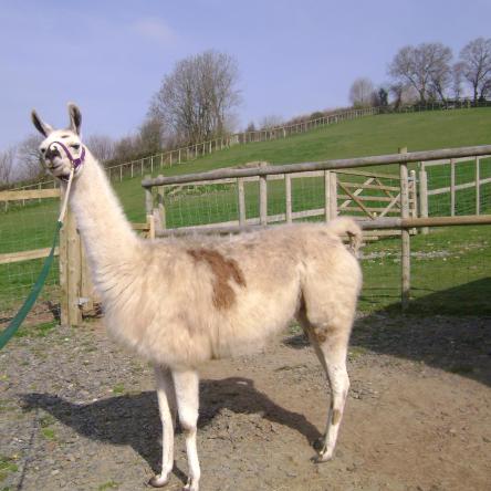 therapy llama