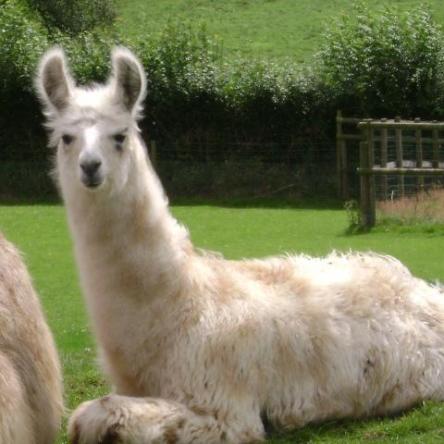 stud llama