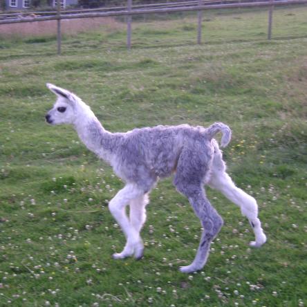 llama cria