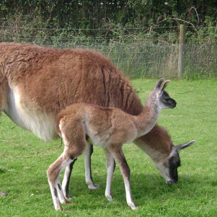 female llama and cria