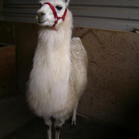 llama for sale