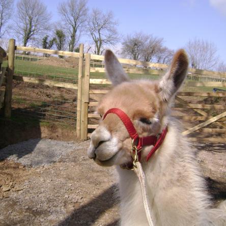 therapy llama