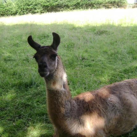 Balou training llamas