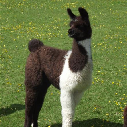 llama cria
