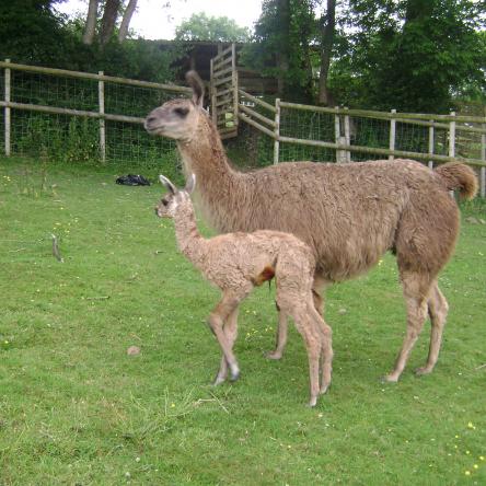 female llama and cria