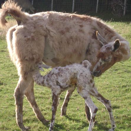 female llama and cria