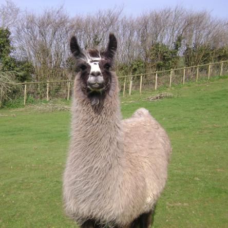 Blue Belle llama
