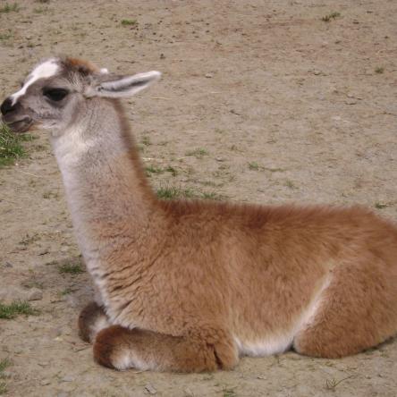 female llama