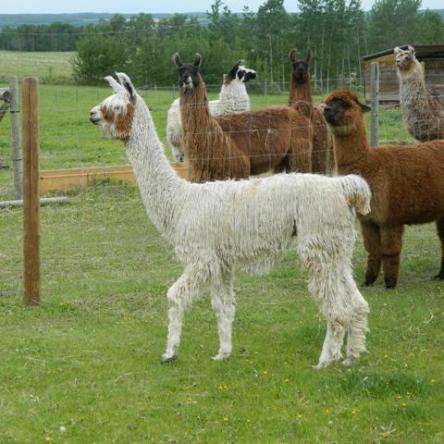 suri llama