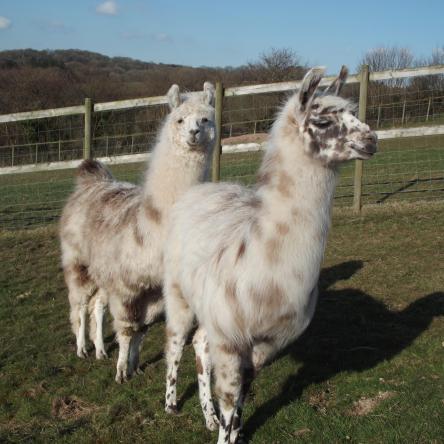 appaloosa llama