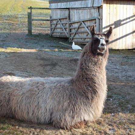 Blue belle llama