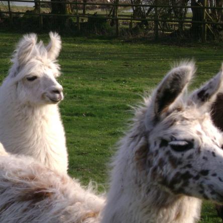 llamas