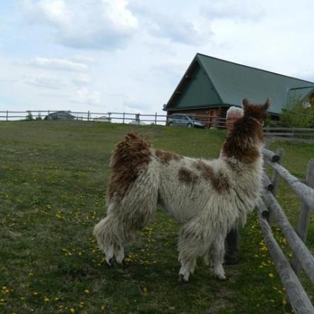 argentine llama