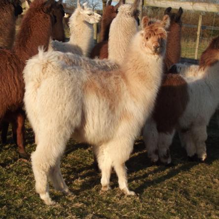 stud llama