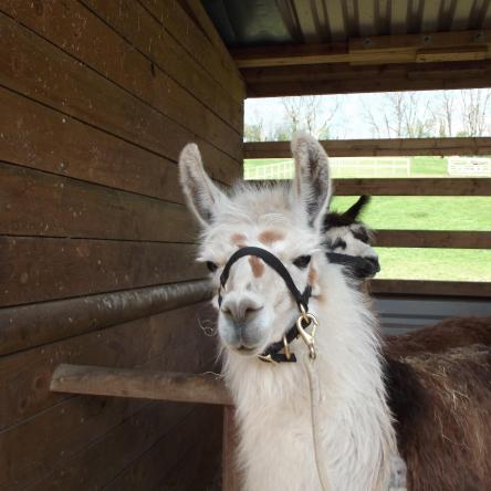 female llama