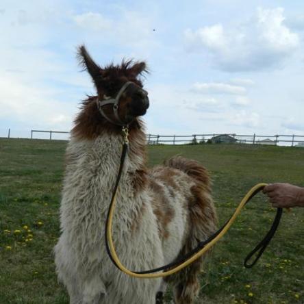 Argentine llama