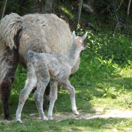female llama and cria