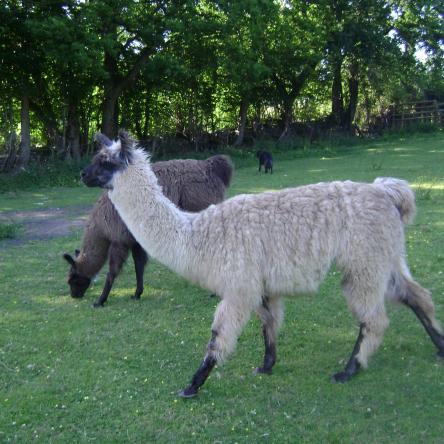 llama