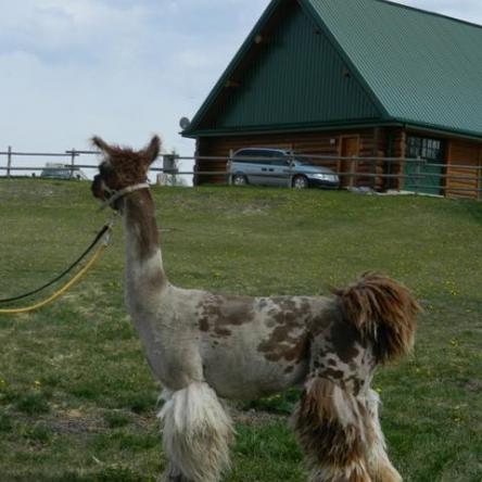 argentine llama