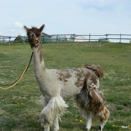 argentine llama