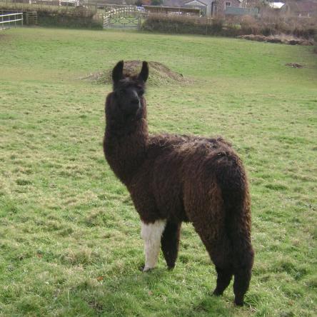 Bingley sold llama