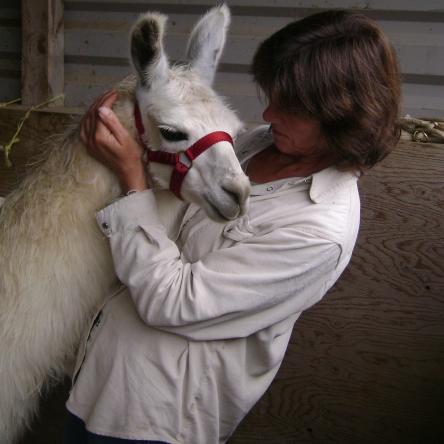 llama sold