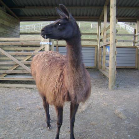 female llama 