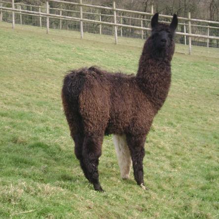 Bingley llama sold