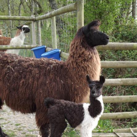 female llama and cria