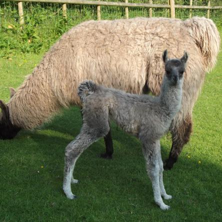 female llama and cria