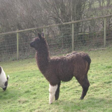 Bingley sold llama