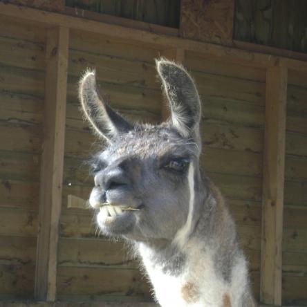 Balou training llamas