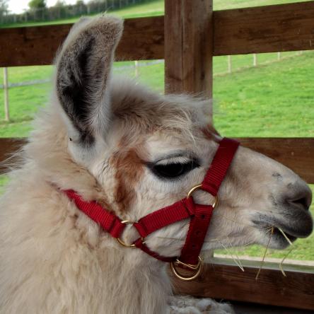 llamas for sale