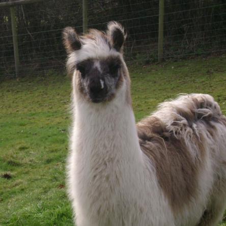llama sold