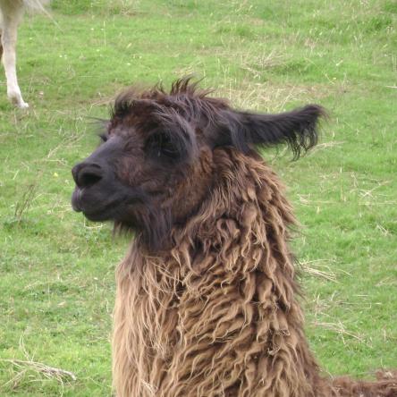 llama