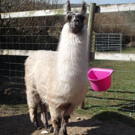 stud llama