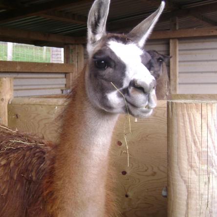 female llama for sale 