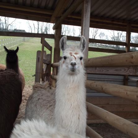 llama sold