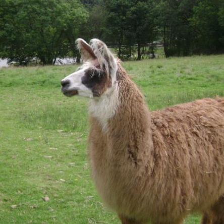 female llamas for sale