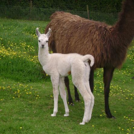 female llama and cria